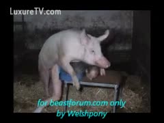 An individual bends down for hog fucking.